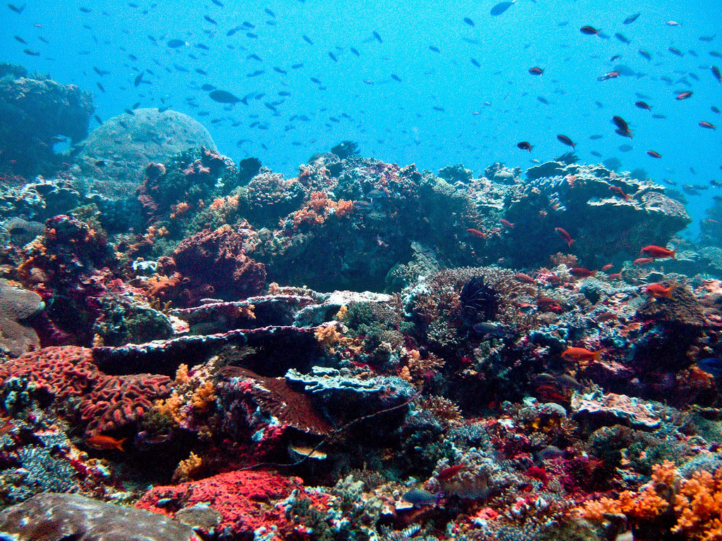 Reef and clear waters off Nusa Lembongan