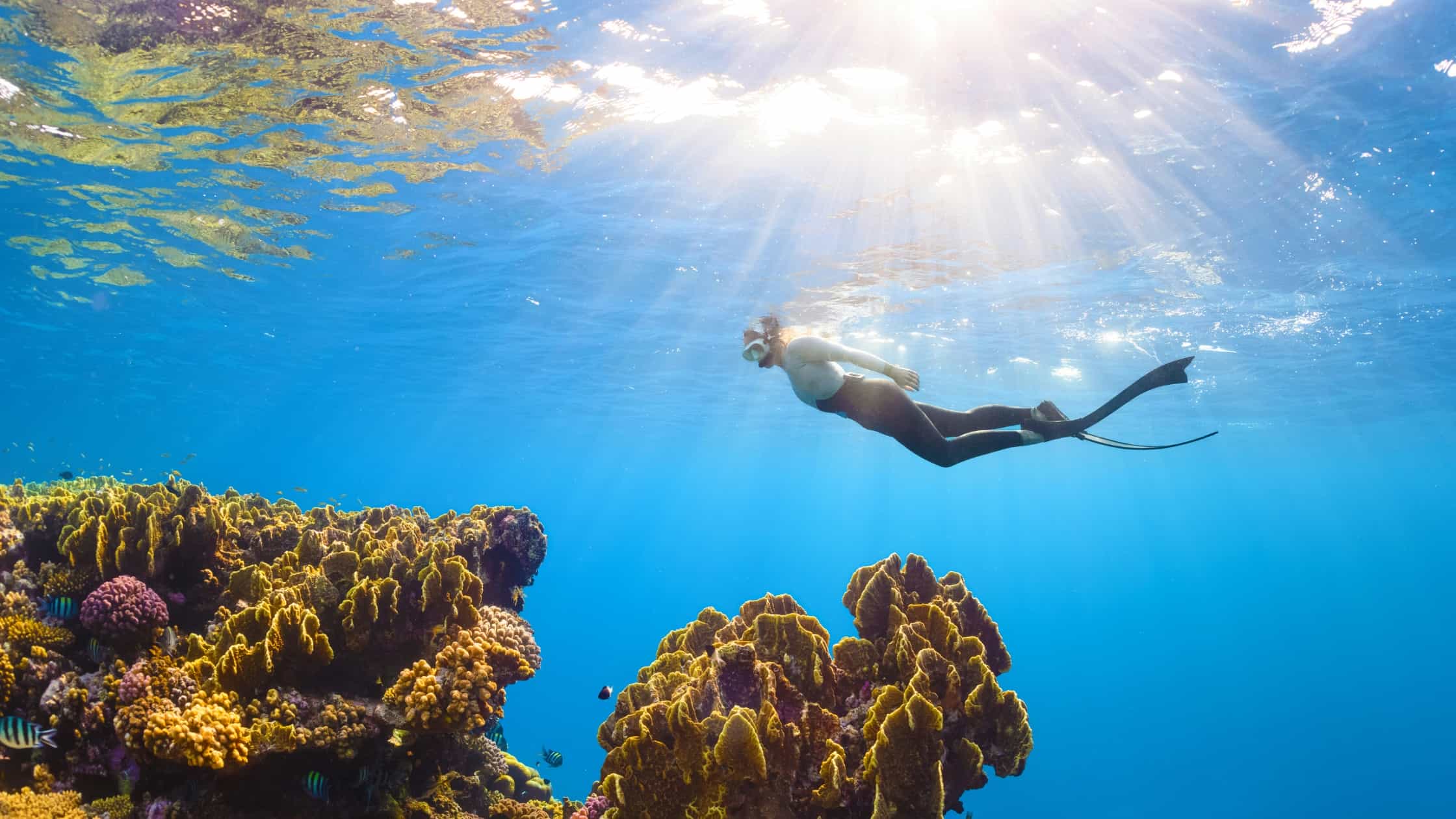 Public Snorkeling Trip