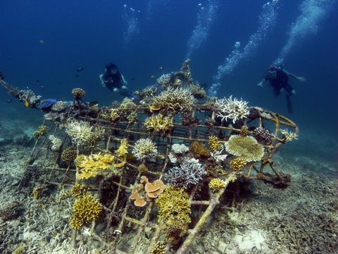 Biorock Reef Gili Trawangan — artificial coral reef