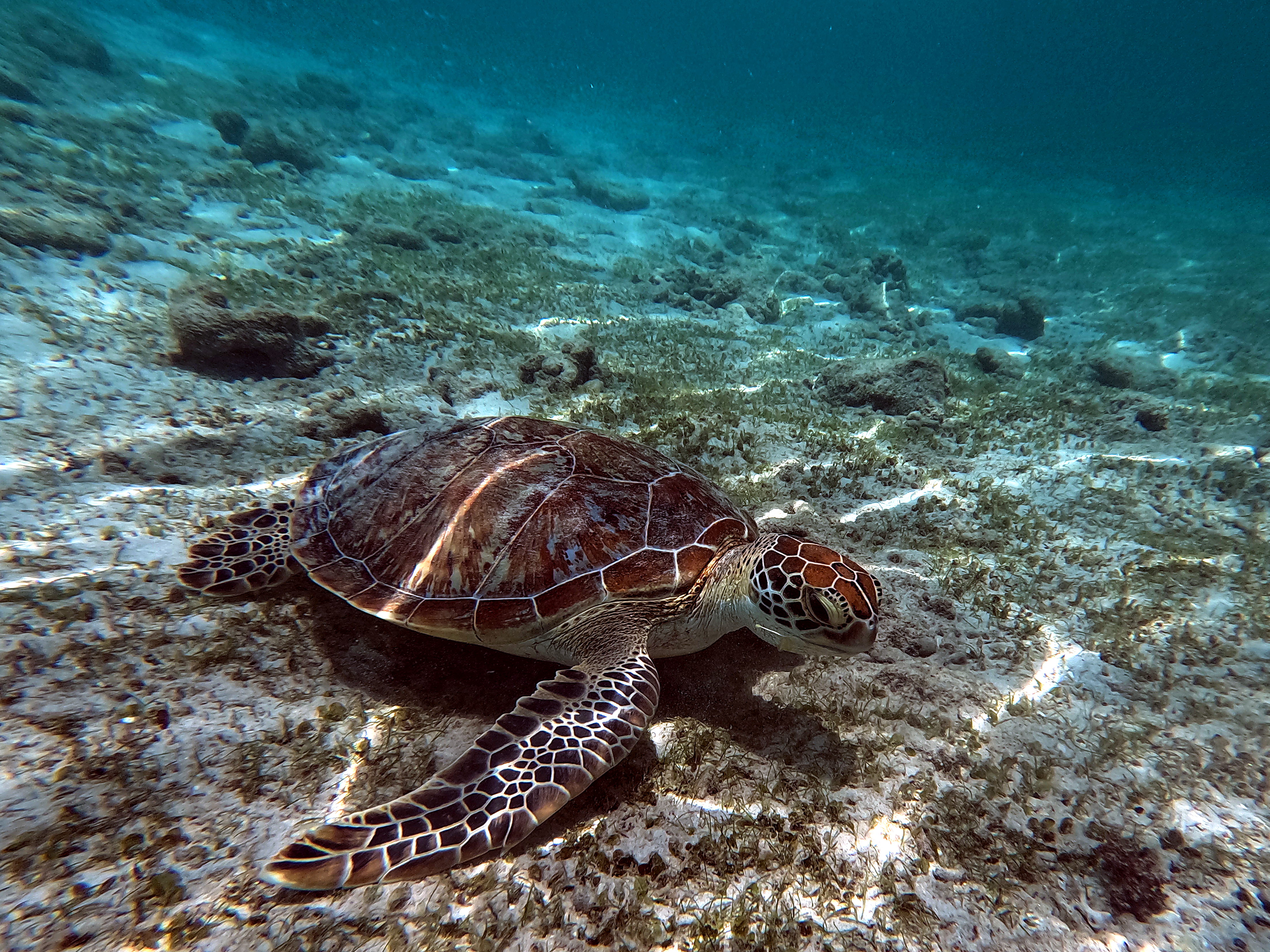 Private Snorkeling — 4 Hours